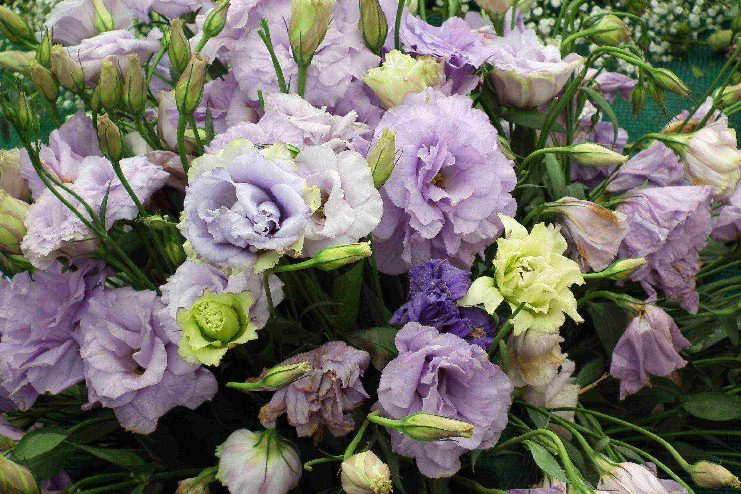 ang eustoma varieties ay ang pinakamahusay