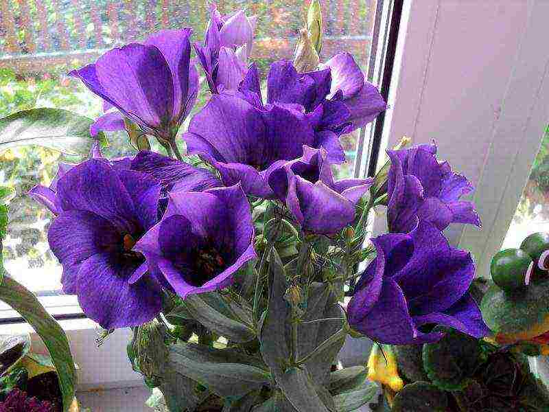 eustoma varieties are the best