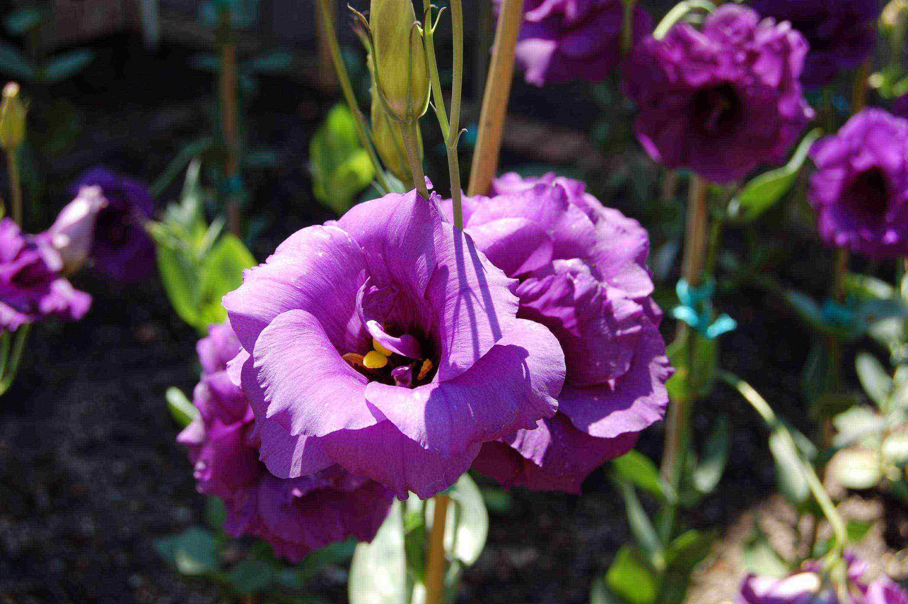 eustoma varieties are the best