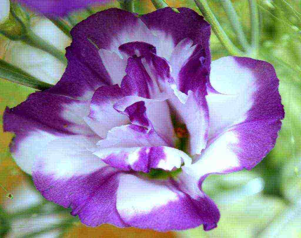 ang eustoma varieties ay ang pinakamahusay