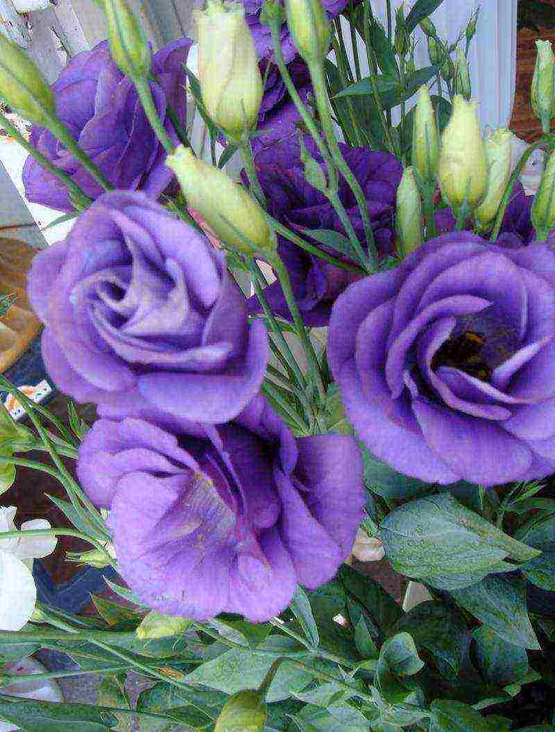 ang eustoma varieties ay ang pinakamahusay