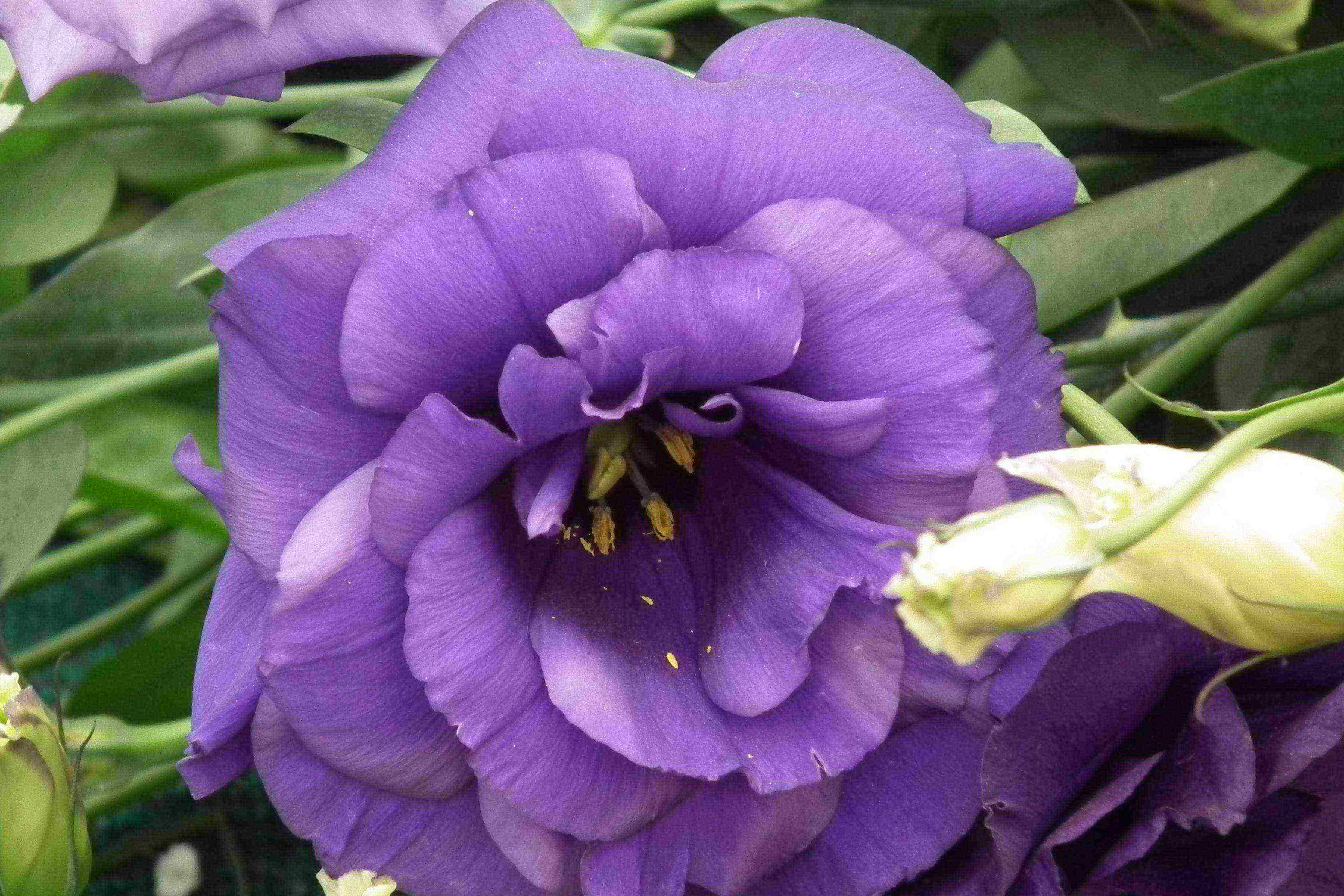 eustoma varieties are the best