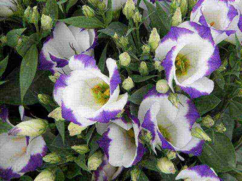 ang eustoma varieties ay ang pinakamahusay