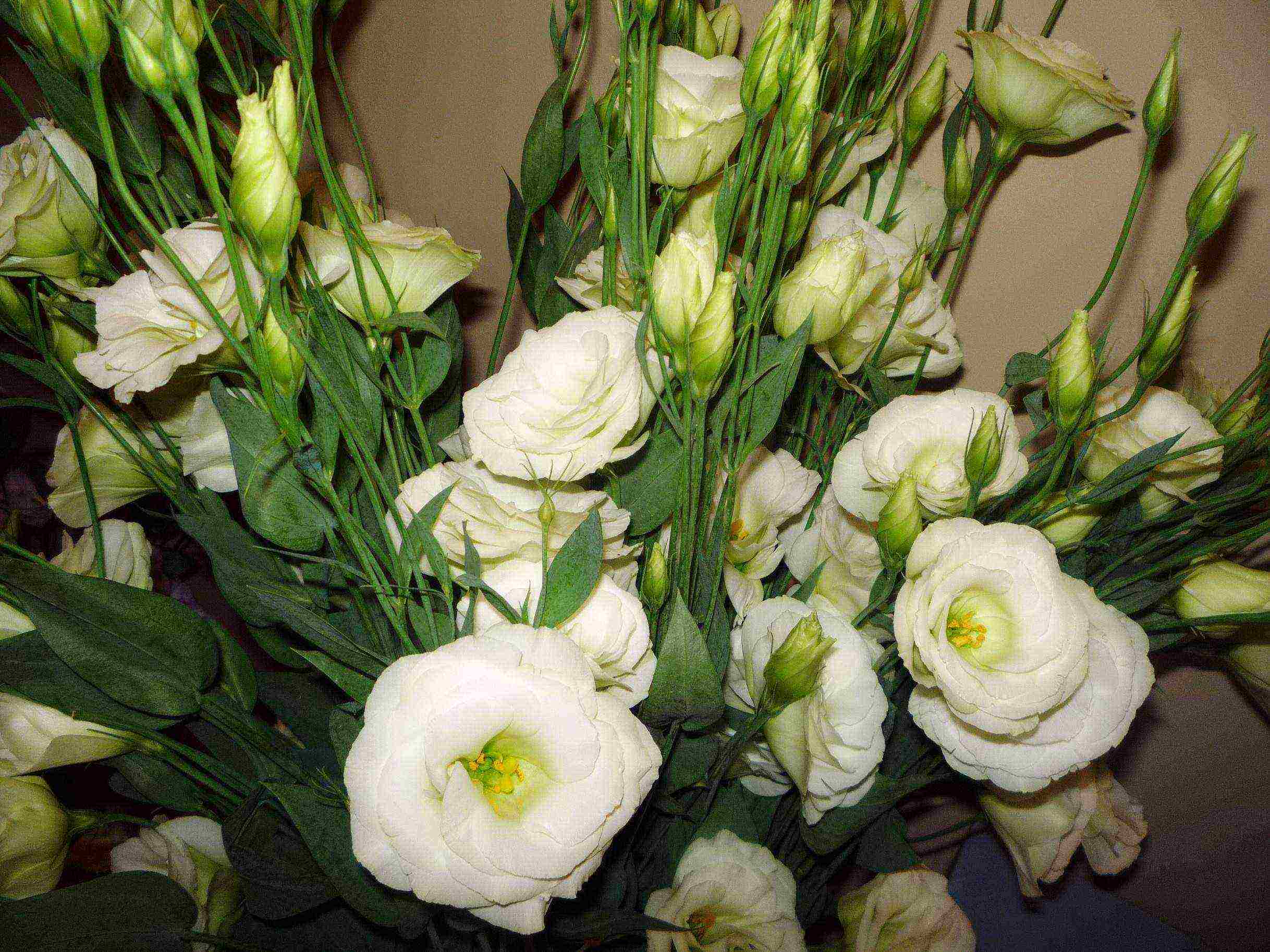 ang eustoma varieties ay ang pinakamahusay