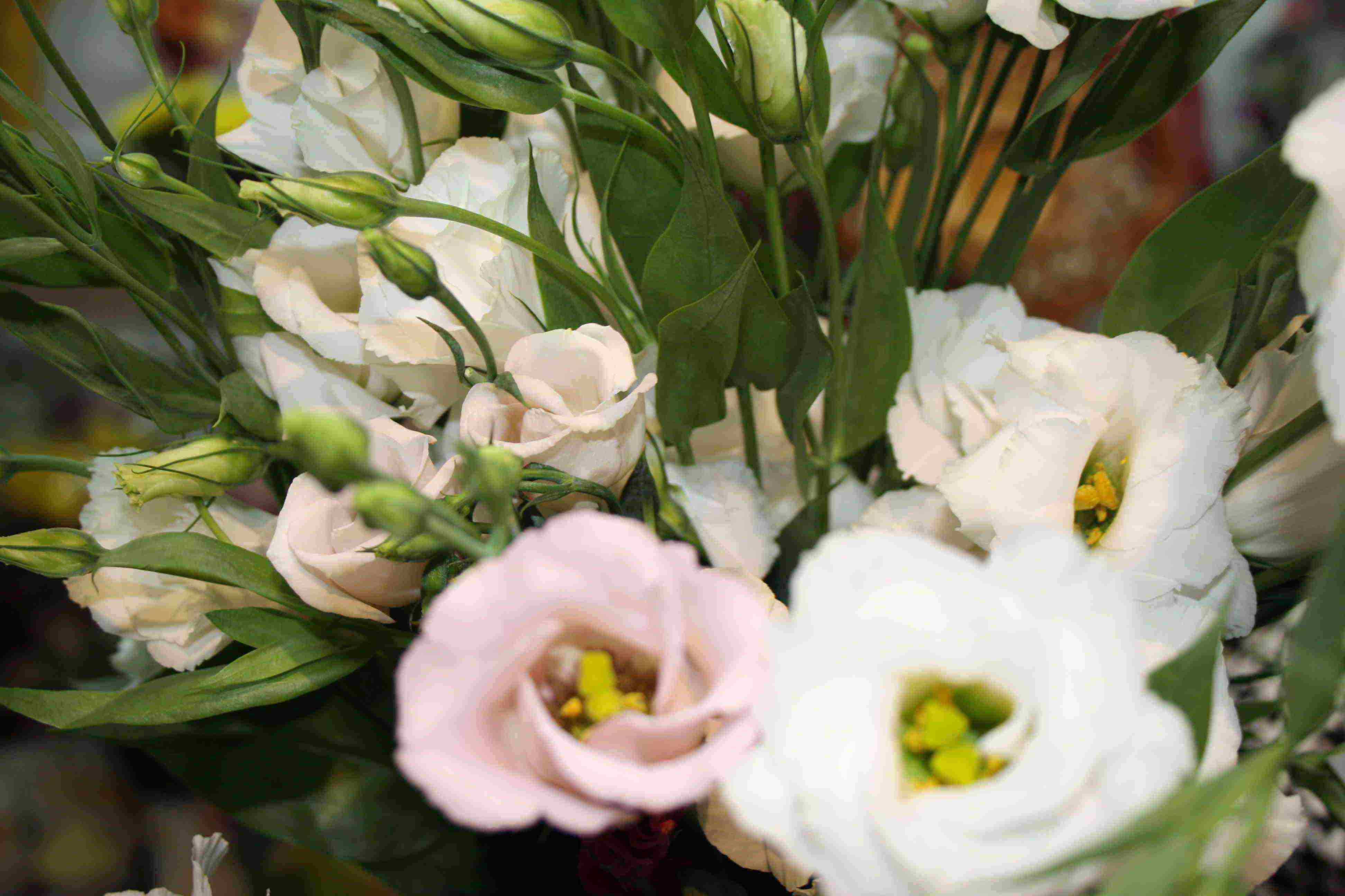 eustoma พันธุ์ที่ดีที่สุด