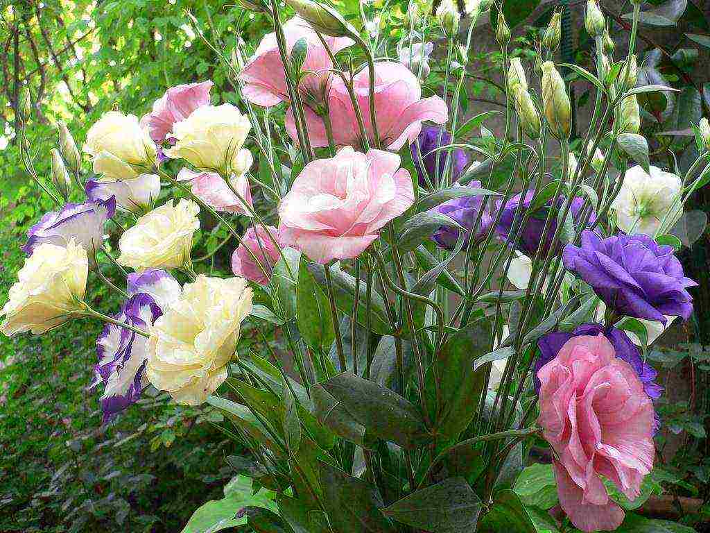 eustoma พันธุ์ที่ดีที่สุด