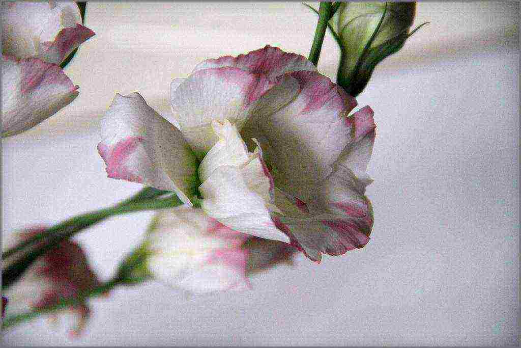 ang eustoma varieties ay ang pinakamahusay