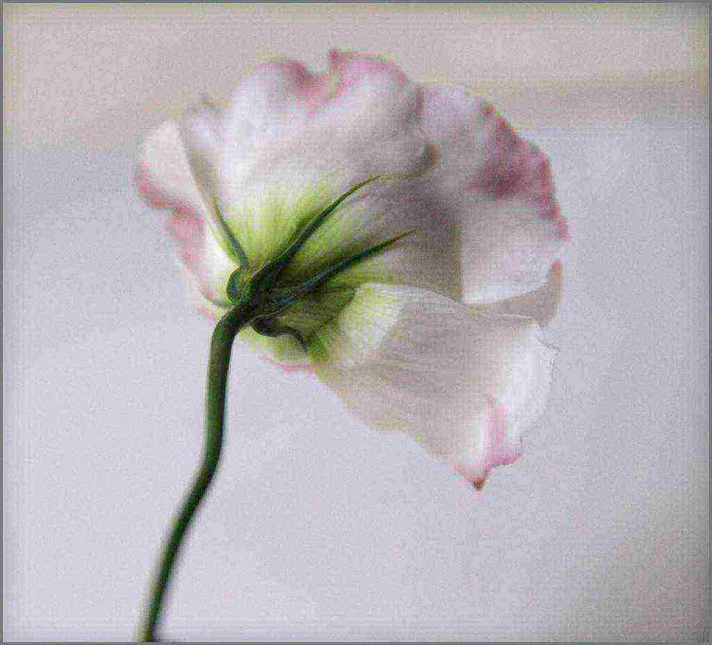 eustoma varieties are the best