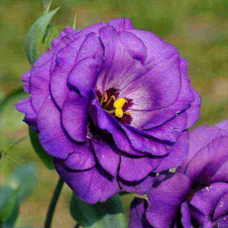 ang eustoma varieties ay ang pinakamahusay