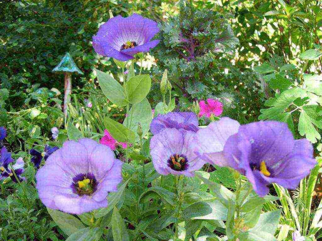 eustoma varieties are the best