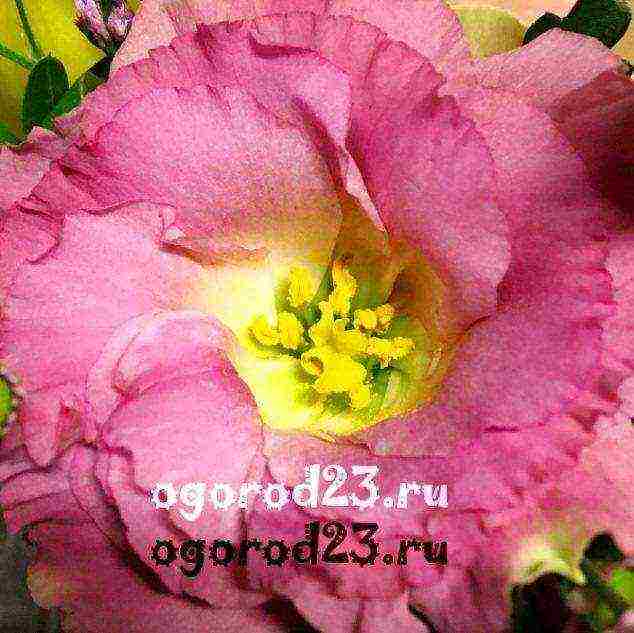 ang eustoma varieties ay ang pinakamahusay