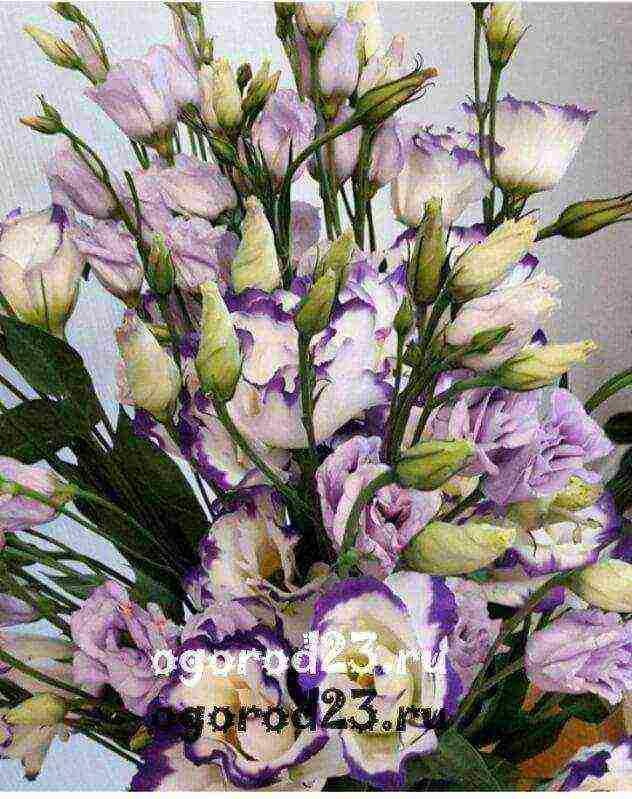 eustoma พันธุ์ที่ดีที่สุด