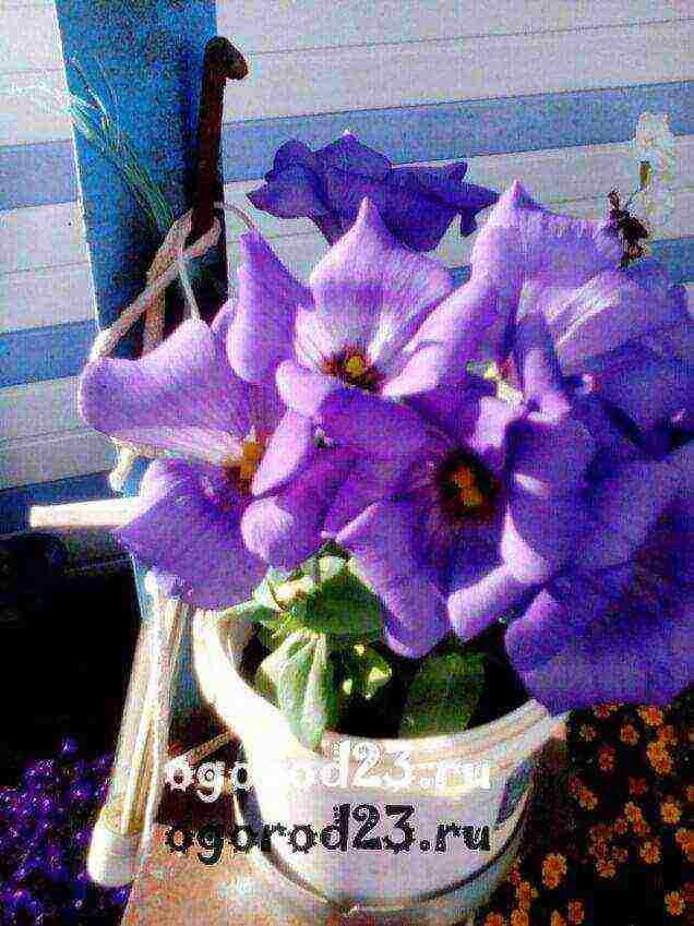 eustoma varieties are the best