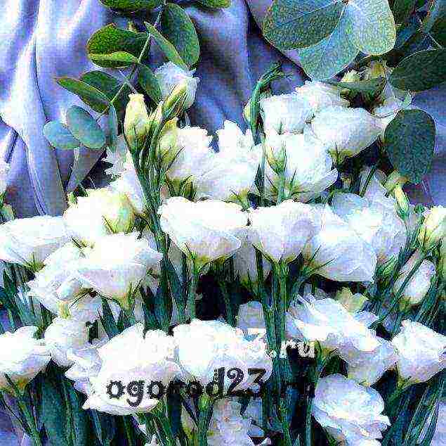 eustoma พันธุ์ที่ดีที่สุด