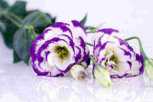 ang eustoma varieties ay ang pinakamahusay