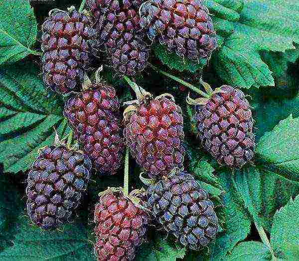 ezhemalina the best varieties