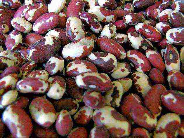 beans curly planting and care in the open field