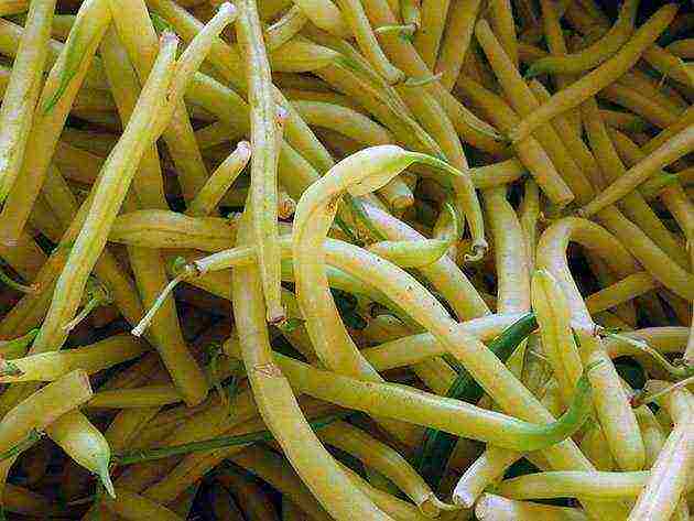 curly beans planting and care in the open field