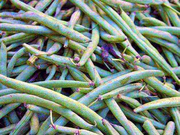 beans curly planting and care in the open field