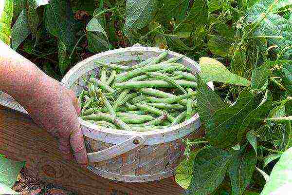 beans curly planting and care in the open field