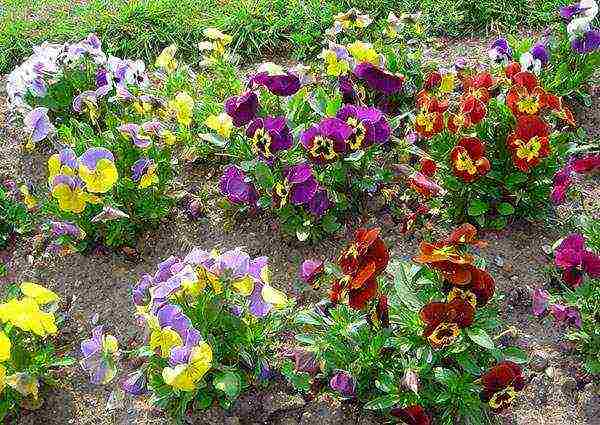 violet fragrant planting and care in the open field