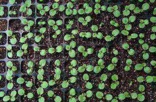 violet fragrant planting and care in the open field