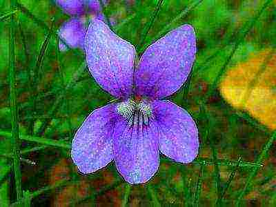 violet fragrant planting and care in the open field