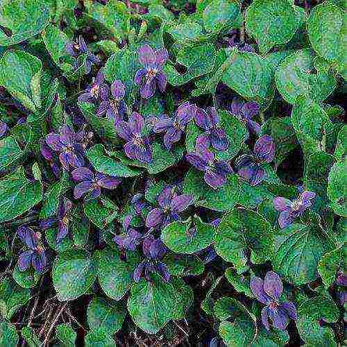 violet fragrant planting and care in the open field