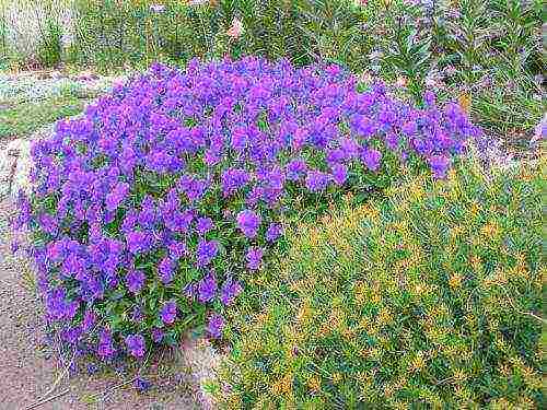 violet fragrant planting and care in the open field