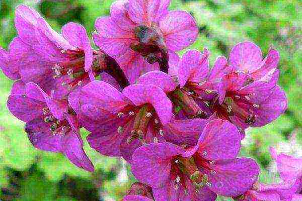 violet best varieties