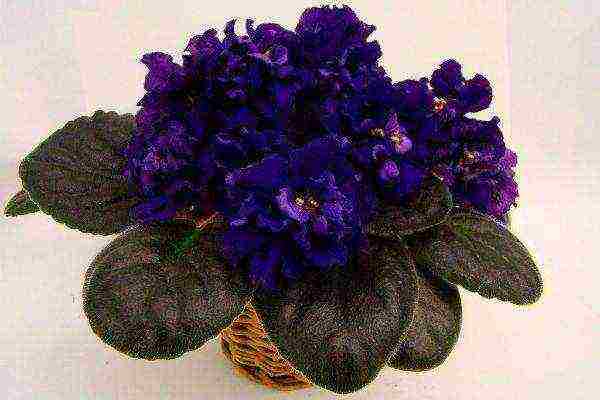 violet best varieties