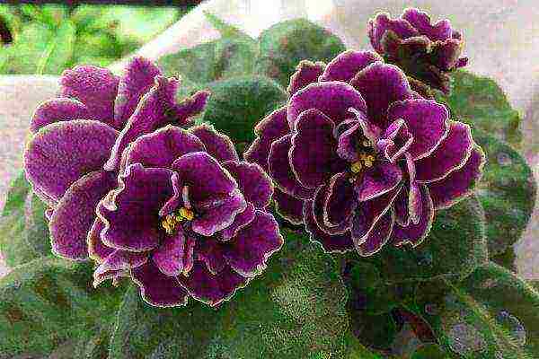 violet best varieties