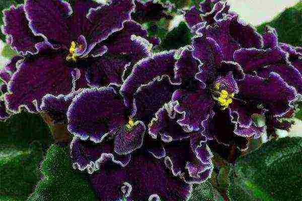 violet best varieties