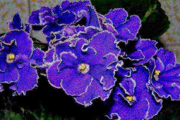 violet best varieties