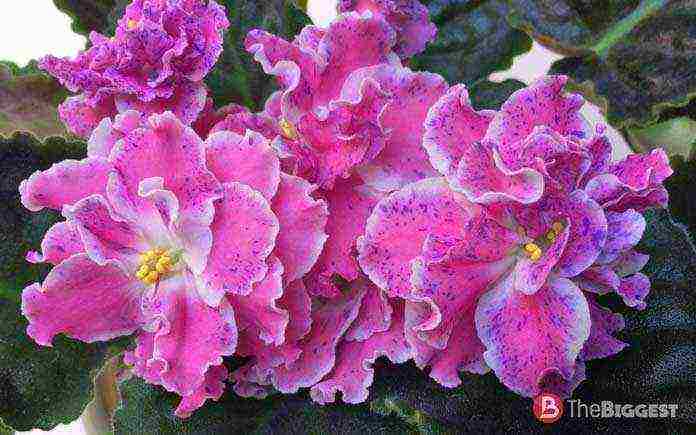 violet best varieties