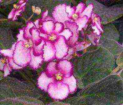 violet best varieties