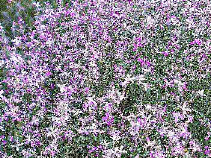 violet night planting and care in the open field