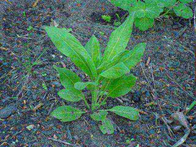 pagtatanim ng violet at pag-aalaga sa bukas na bukid