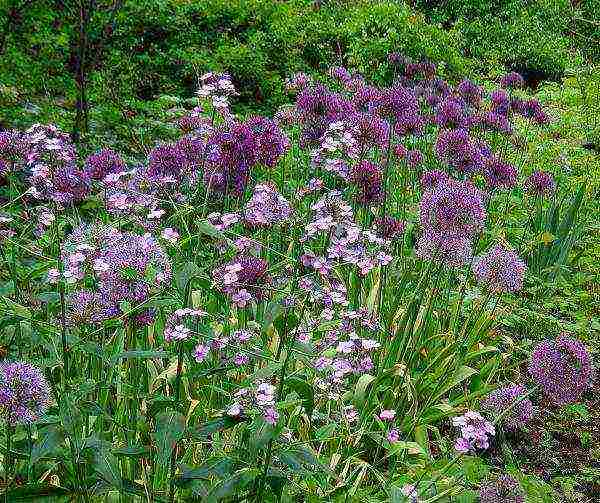 violet night planting and outdoor care