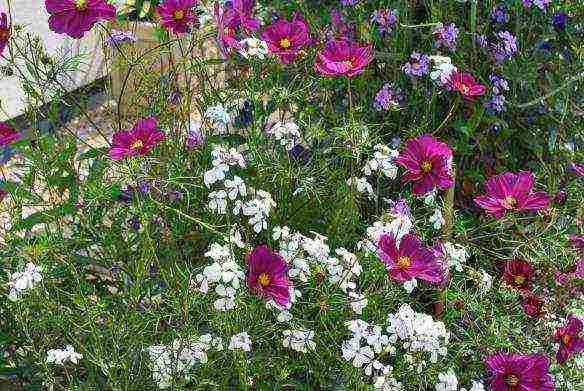 violet night planting and outdoor care