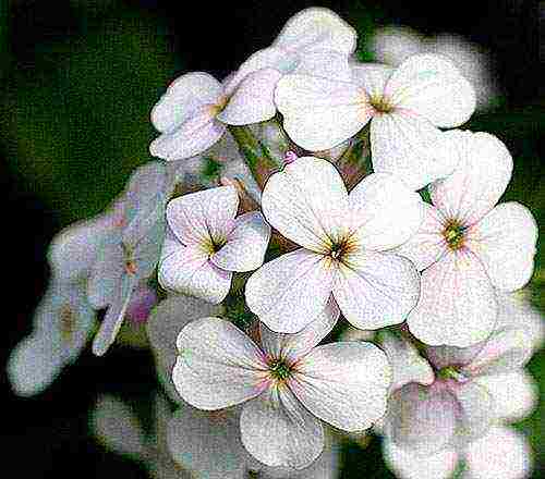 violet night planting and outdoor care