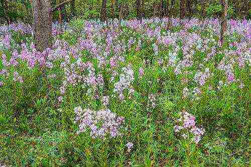 violet night planting and outdoor care