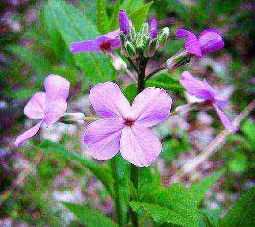 violet night planting and outdoor care