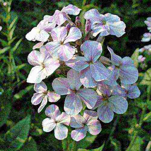 violet night planting and outdoor care