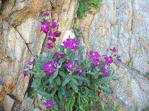 violet night planting and outdoor care