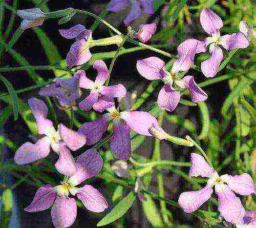 violet night planting and outdoor care