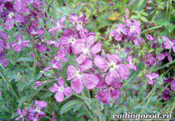 pagtatanim ng violet at pag-aalaga sa bukas na bukid