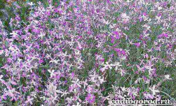 violet night planting and outdoor care