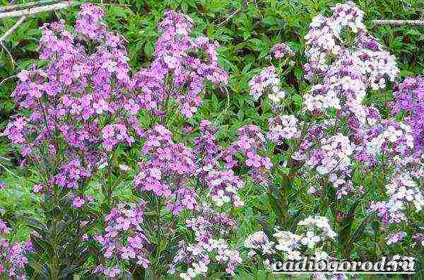 pagtatanim ng violet at pag-aalaga sa bukas na bukid