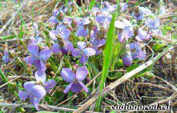 violet night planting and outdoor care